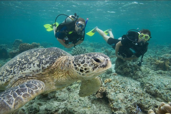 Rincón Shore Dive | No Boat, No Seasickness | Expert Guides - Photo 1 of 14